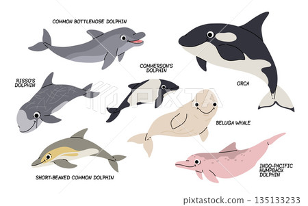 Vector cartoon set of illustrations with different types of dolphins on a white background. Flat illustration of orca, dolphins, beluga whale. ocean, underwater inhabitants. Vector cartoon set of illustrations with different types of dolphins on a white background. Flat illustration of orca, dolphins, beluga whale. ocean, underwater inhabitants. 135133233