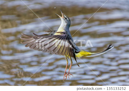 Grey wagtail flying directly above Grey wagtail flying directly above 135133252