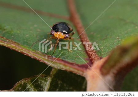 Living creatures Insects They are considered beneficial insects that prey on insects such as the giant stink bug and aphids, but also suck plant juices. 135133262