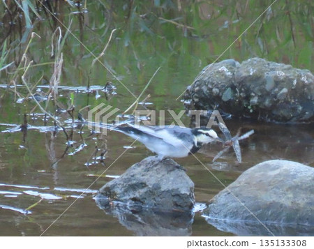 A white wagtail catching a dragonfly in a city stream A white wagtail catching a dragonfly in a city stream 135133308