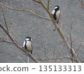 A pair of great tits living with us 135133313