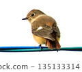 My personal favorite wild bird is a female Daurian robin 135133314