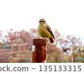 A female Daurian redstart heralds the arrival of winter 135133315