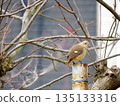 A female Daurian Redstart flew near the persimmon tree in the garden. 135133316