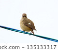 A female Daurian redstart can be seen in the city in winter 135133317