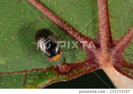 活體生物，昆蟲，巨型臭蟲，正在吸食日本野桐（Mallotus japonicus）腺體中的汁液。你可以看到它獨特的頭部形狀和碩大的眼睛。 135133587