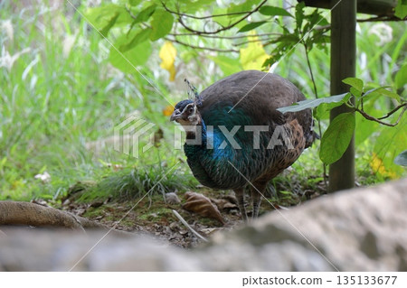 一隻正在守衛的雄孔雀 135133677