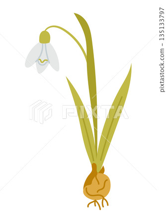 Hand drawn snowdrop flower with bulb, roots and green leaves isolated on white background. The illustration represents early spring, renewal and hope concept 135133797
