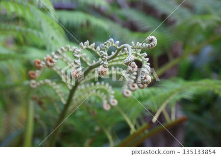 Sprouts of ferns Sprouts of ferns 135133854