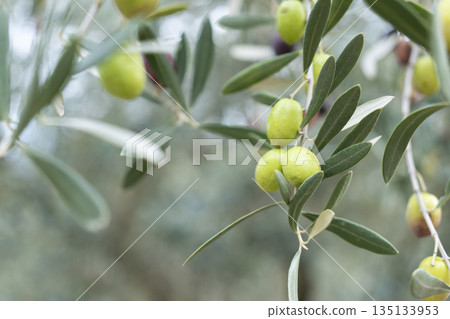 Beautiful olive fruit 135133953