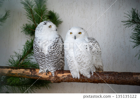 Two snowy owls Bubo scandiacus sitting on branch, white arctic birds wildlife portrait Two snowy owls Bubo scandiacus sitting on branch, white arctic birds wildlife portrait 135135122