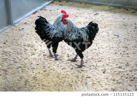 Black and white chickens Gallus gallus domesticus walking in enclosure, farm birds outdoor scene Black and white chickens Gallus gallus domesticus walking in enclosure, farm birds outdoor scene 135135123