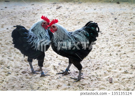 Black and white chickens Gallus gallus domesticus walking in enclosure, farm birds outdoor scene Black and white chickens Gallus gallus domesticus walking in enclosure, farm birds outdoor scene 135135124