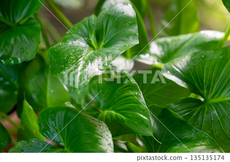 Green tropical Alocasia macrorrhiza leaves with water drops, lush jungle plant background Green tropical Alocasia macrorrhiza leaves with water drops, lush jungle plant background 135135174