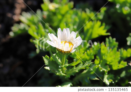 冬日花園裡盛開的北極菊花,潔白如雪。 冬日花園裡盛開的北極菊花,潔白如雪。 135135465