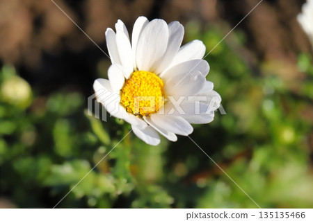 White flowers of Chrysanthemum North Pole blooming in a winter garden White flowers of Chrysanthemum North Pole blooming in a winter garden 135135466