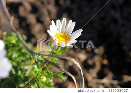 冬日花園裡盛開的北極菊花，潔白如雪。 135135467
