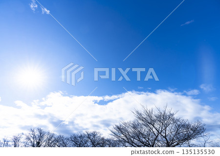 Winter sky, clouds and trees Winter sky, clouds and trees 135135530