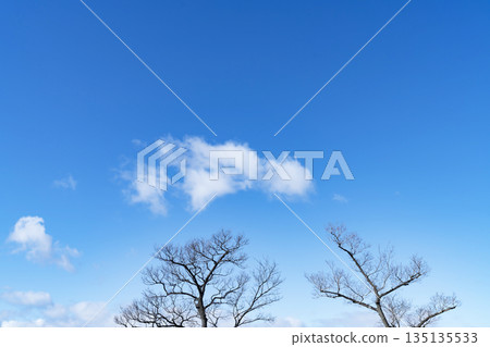 Winter sky, clouds and trees 135135533