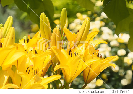 Yellow Squash Lily Yellow Squash Lily 135135635