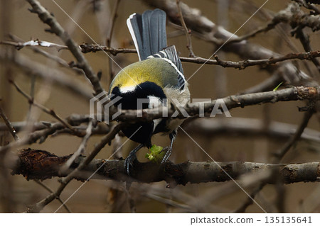 Great tit eating prey 135135641