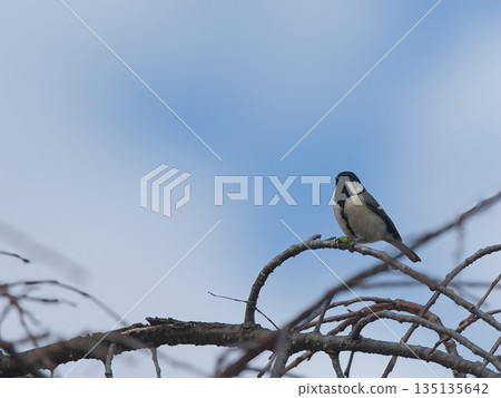 停在樹枝上的山雀 135135642