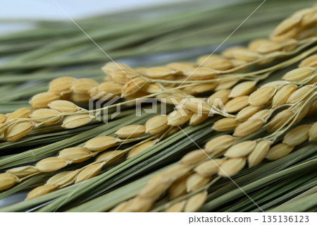 Close-up of harvested rice ears and leaves Close-up of harvested rice ears and leaves 135136123