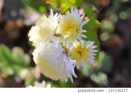 冬季花園裡盛開著淡黃色的小菊花 冬季花園裡盛開著淡黃色的小菊花 135136217