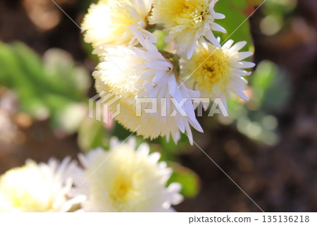 冬季花園裡盛開著淡黃色的小菊花 冬季花園裡盛開著淡黃色的小菊花 135136218
