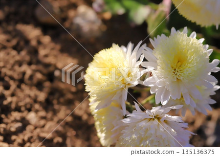 冬季花園裡盛開著淡黃色的小菊花 135136375