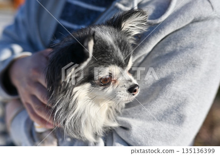 Man sitting on a bench with his pet dog, Chihuahua 135136399