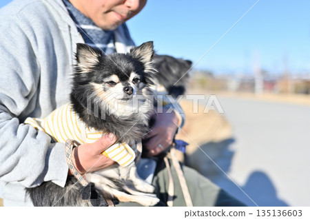 Man sitting on a bench with two dogs, Chihuahua, travel 135136603