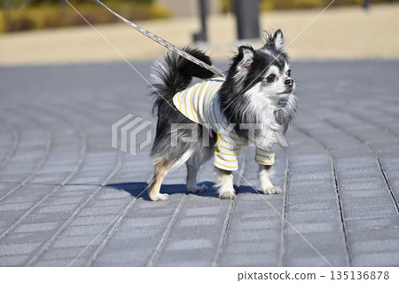 Chihuahua's walk 135136878