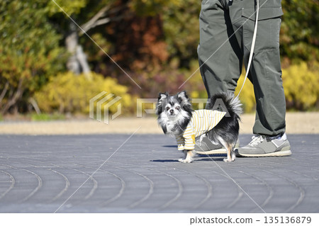 Chihuahua's walk Chihuahua's walk 135136879