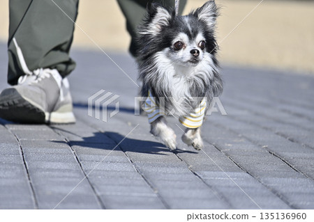 Chihuahua's walk Chihuahua's walk 135136960