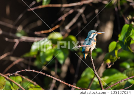 kingfisher kingfisher 135137024