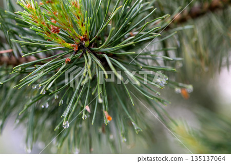 Pine Branch with Raindrops Symbolizing Freshness and Renewal 135137064