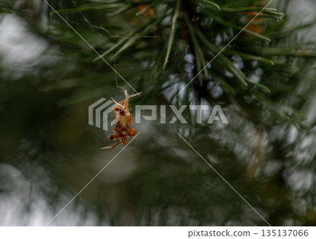 Suspended Insect Remains in Natural Web Suspended Insect Remains in Natural Web 135137066