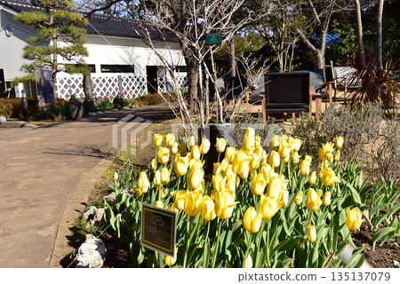 神奈川縣藤澤市江之島塞繆爾·科金花園的步道和盛開的鬱金香 神奈川縣藤澤市江之島塞繆爾·科金花園的步道和盛開的鬱金香 135137079