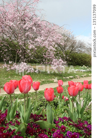 The arrival of spring: tulips and cherry blossoms 135137099