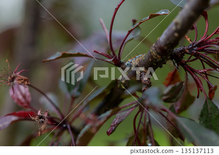 Close Up of Moth Caterpillar Representing Environmental Pest Risk Close Up of Moth Caterpillar Representing Environmental Pest Risk 135137113