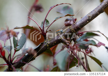 Close Up Tent Caterpillar on Tree Branch Close Up Tent Caterpillar on Tree Branch 135137114