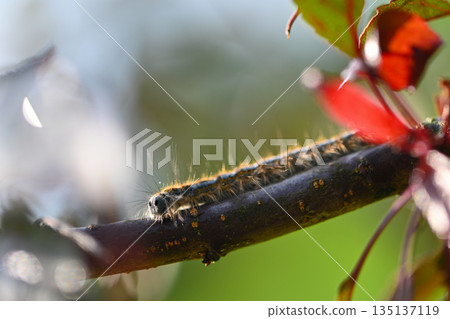 Environmental Threat Concept with Tent Caterpillar Environmental Threat Concept with Tent Caterpillar 135137119