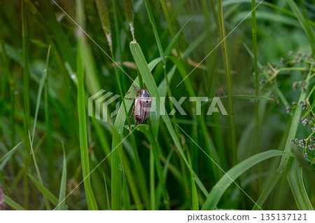 Beetle on Green Grass Blade in Natural Habitat 135137121
