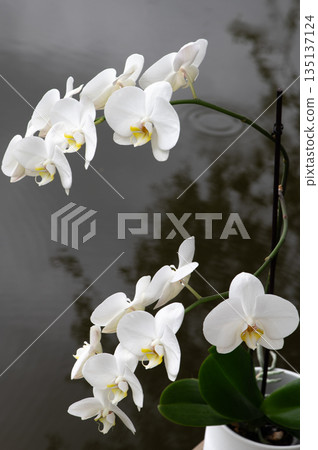 White Orchid Flowers Representing Harmony And Wellness White Orchid Flowers Representing Harmony And Wellness 135137124