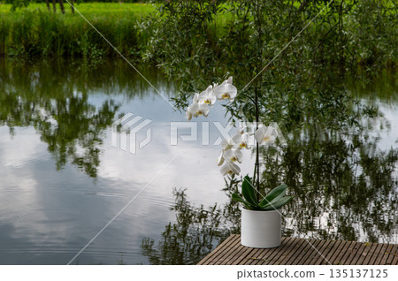 Elegant White Orchid Display Near Calm Water Elegant White Orchid Display Near Calm Water 135137125