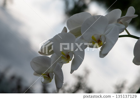 Soft White Orchid Against Natural Light Soft White Orchid Against Natural Light 135137129