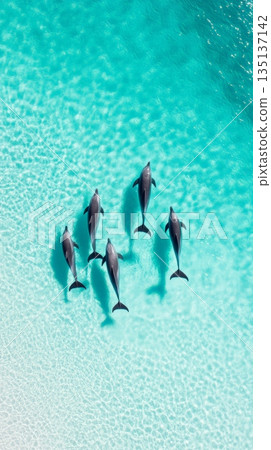 Six dolphins gracefully swimming in crystal clear turquoise waters near a pristine white sand beach, creating a picturesque tropical paradise filled with serenity and beauty 135137142