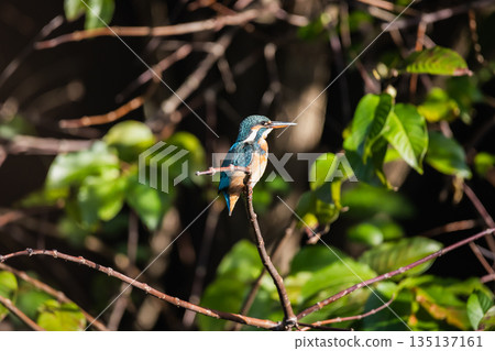 kingfisher kingfisher 135137161