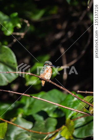 kingfisher kingfisher 135137216